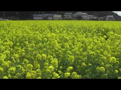 下賀茂 菜の花まつり
