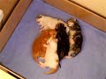 What do kittens dream of...? What do kittens dream of...?