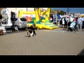 Hundeschule Colonia - in Köln & Umgebung - Hundeerziehung und Verhaltensberatung