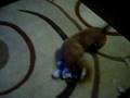 videos de october 27.MOV