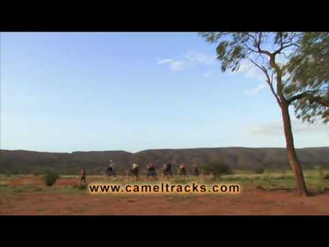 PyndanCamels