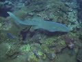 Nurse Shark East Bank 1 08 11 2009