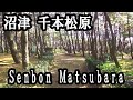 千本松原ぶらぶら散歩 To walk Senbonmatubara （Pine forest） / Numazu,Shizuoka