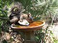 Western Gray Tree Squirrel, Sciurus griseus Western Gray Tree Squirrel, Sciurus griseus