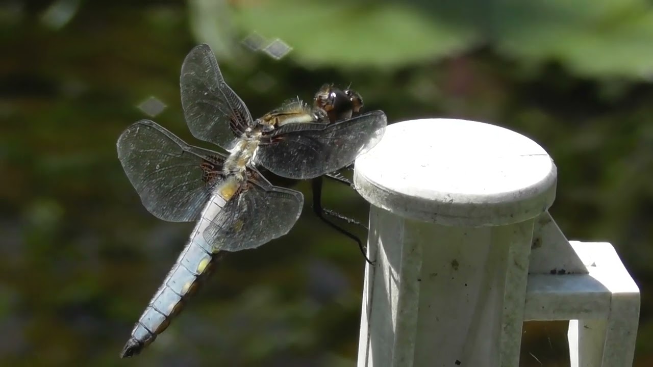 'Simply be'...with a dragonfly of transformation