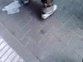 El mono cn la xaranga