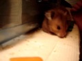 Hamster Stuffage