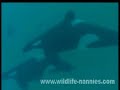 the 2-yr. old orca girl skyla it to become part of the orca show at the 