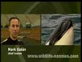 the 2-yr. old orca girl skyla it to become part of the orca show at the 