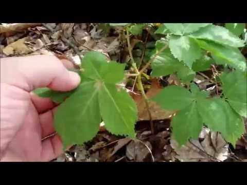 how to harvest american ginseng