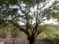 Tucson SB 1 shot