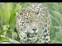 Jaguar en Guyane