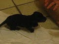 Meu dasch � uma gracinha hehe