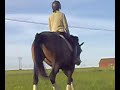 Dressage training 080505-1
