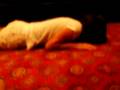 videos de Michelle doing the Inchwurm