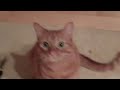 Cats HATE Lemons