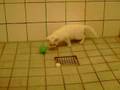 videos de kitten Cleo playing ball2