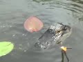 Meditation/Mediation: Alligator Tears