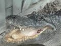 Meditation/Mediation: Alligator Tears