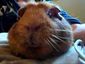 Guinea pig yawn..RIP oscar!