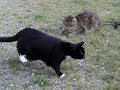 Suzy Vs. Grasshopper