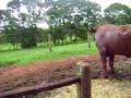 videos de Bufalos