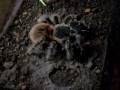 videos de Lasiodora Parahybana comendo rato