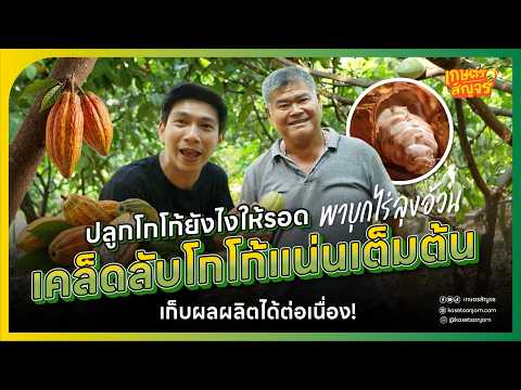 ปลูกโกโก้ยังไงให้รอด พาบุก ไร่ลุงอ้วน เคล็ดลับโกโก้แน่นเต็มต้น เก็บผลผลิตได้ต่อเนื่อง