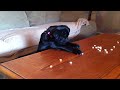 Adorable Pug Puppy Fishes For Cheerios!