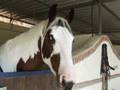 Beautiful ¨Paint¨ Colour Stallion