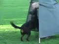 Nala in training for Ipo.wmv Nala in training for Ipo.wmv