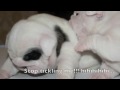 english bulldog,english,bulldog