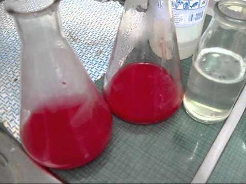 how to isolate dna from a blood sample