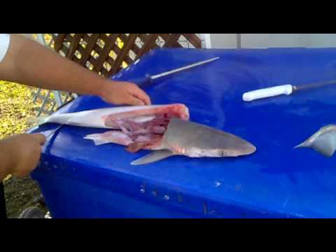 how to bleed leopard shark