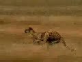 Leave the springboks alone! Go Bokke! Leave the springboks alone! Go Bokke!