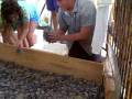 Docter-Loeb Family Saving Endangered Sea Turtles