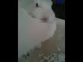 Skittles vs paper plate