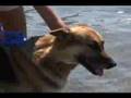videos de Seca Tudo PETS