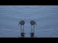Egret Water Dance