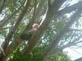 videos de Show off galah