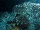 Scorpion Fish at White Island