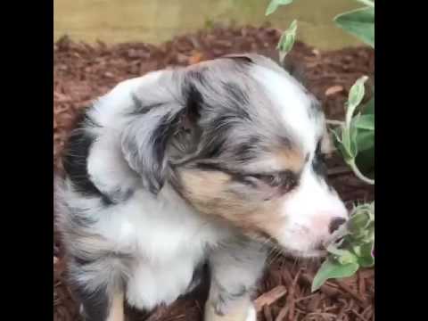 Gemma at 6 weeks old