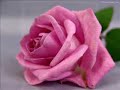 GuL PeMbE