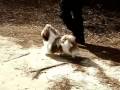 videos de Lead training red and white shih tzu puppy