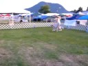 English Setter