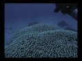 Chile Video