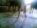 videos de Sarhos inek.3gp