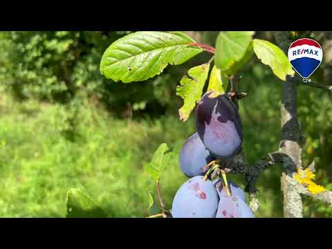 Video Prodej pozemku na krásném místě s možností stavby v Českém ráji – Olešnice u Turnova