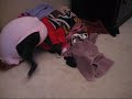My Crazy Dog Lucy