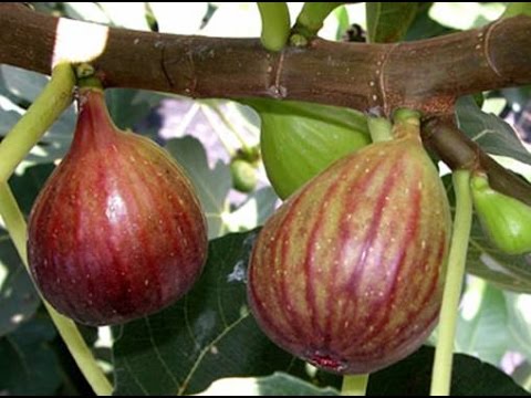 how to fertilize brown turkey fig trees